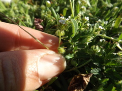 Plagiobothrys acanthocarpus