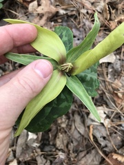 Trillium decipiens