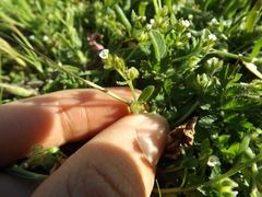 Plagiobothrys acanthocarpus