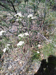 Ixodia achillaeoides