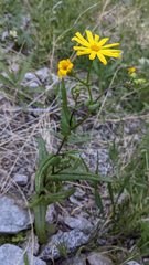Senecio californicus