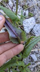 Senecio californicus