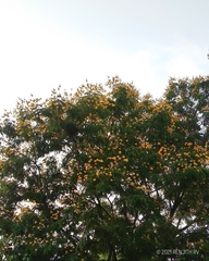 Peltophorum pterocarpum