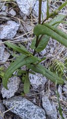Senecio californicus