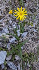 Senecio californicus