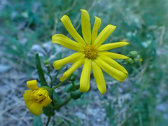 Senecio californicus