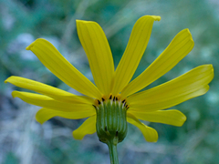 Senecio californicus