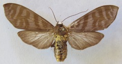 Pachydota