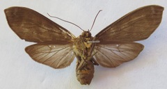 Pachydota