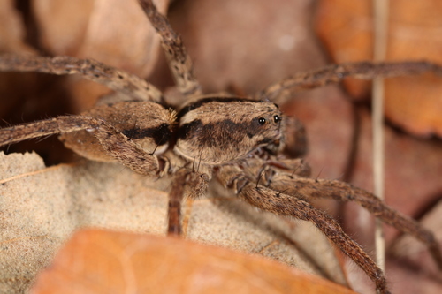 Drumming Sword Wolf Spider