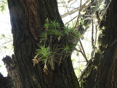 Tillandsia aeranthos