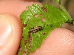 Xanthogaleruca luteola