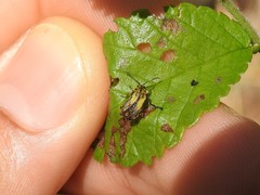 Xanthogaleruca luteola