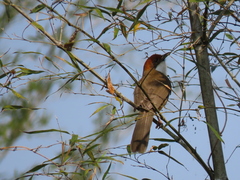 Pterorhinus ruficeps