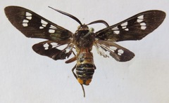 Euchlorostola corydon