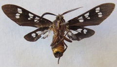 Euchlorostola corydon