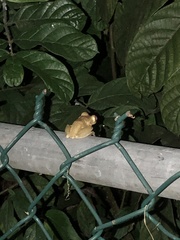 Osteopilus septentrionalis