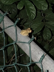 Osteopilus septentrionalis