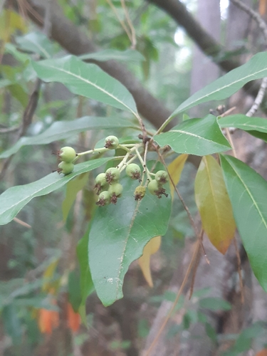 Photinia davidiana