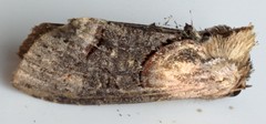 Abrostola ovalis