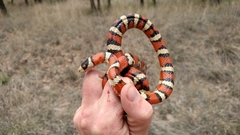 Lampropeltis pyromelana
