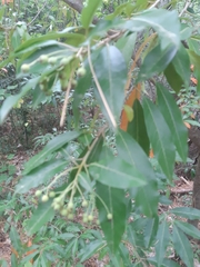 Photinia davidiana
