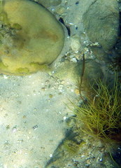 Stigmatopora narinosa