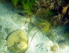 Stigmatopora narinosa