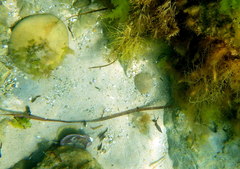 Stigmatopora narinosa