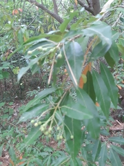 Photinia davidiana
