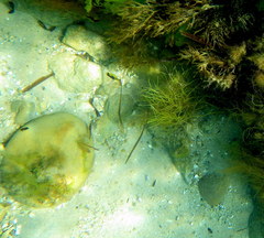 Stigmatopora narinosa