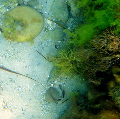 Stigmatopora narinosa