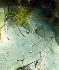 Stigmatopora narinosa