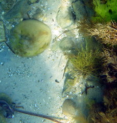 Stigmatopora narinosa