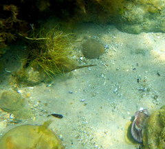 Stigmatopora narinosa