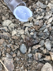 Aliatypus