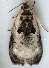 Olethreutes malana