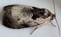 Olethreutes malana