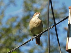 Furnarius rufus
