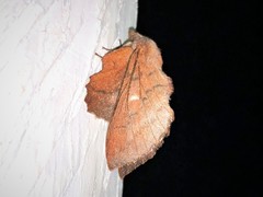 Phyllodesma occidentis