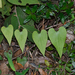 Aristolochia fordiana - Photo (c) 曾云保, μερικά δικαιώματα διατηρούνται (CC BY-NC), uploaded by 曾云保