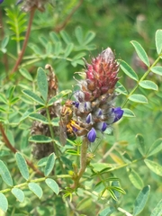 Neocorynura