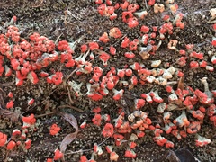 Cladonia incrassata