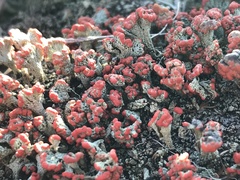 Cladonia incrassata