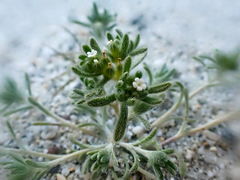 Eremocarya micrantha