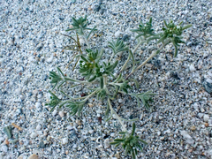 Eremocarya micrantha