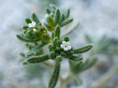 Eremocarya micrantha