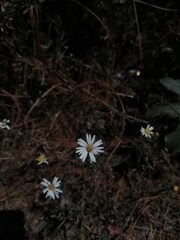 Symphyotrichum moranense