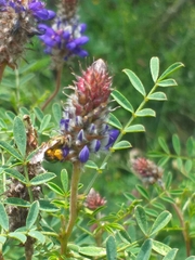 Neocorynura