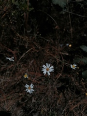 Symphyotrichum moranense